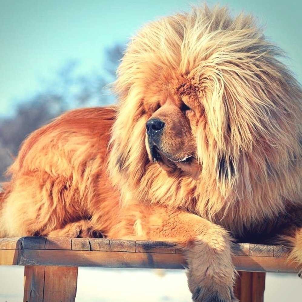 Тибетский мастиф
