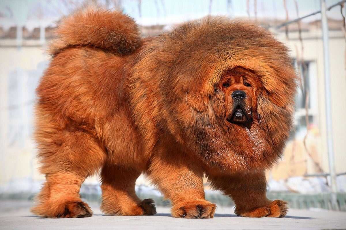 Тибетский мастиф Хонг Донг