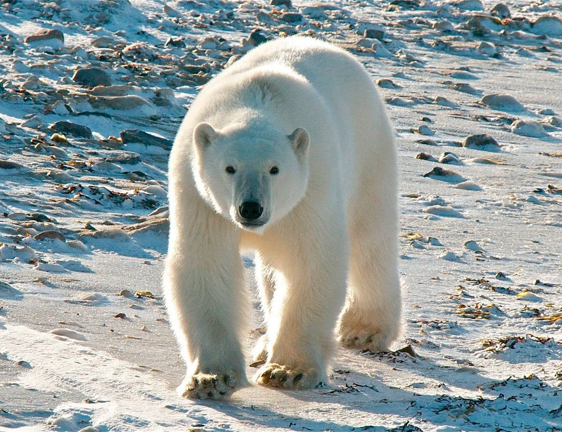 Белый медведь Ursus maritimus