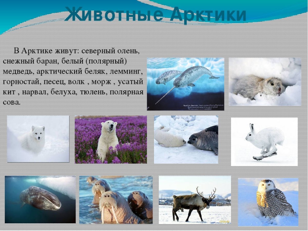Северные животные для детей