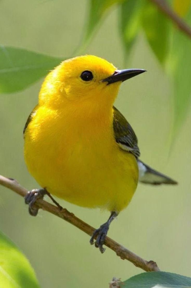 Жёлтая древесница (Dendroica petechia)