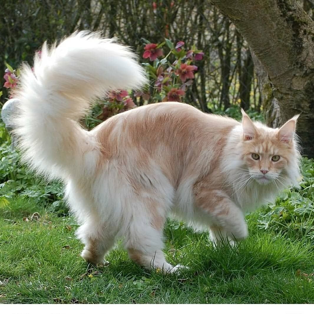 Кот Мейн кун