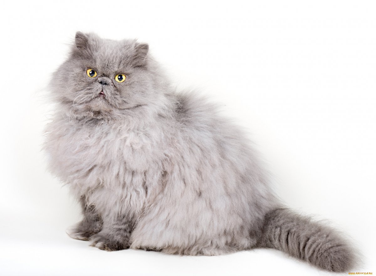 Шотландская вислоухая кошка длинношерстная серая