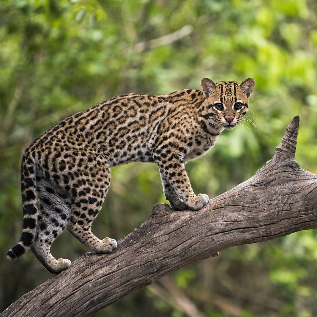 Кошка леопард