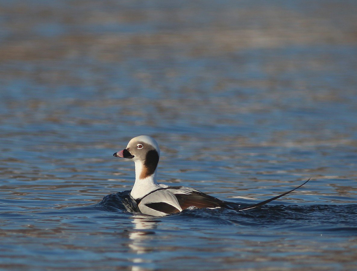 Морянка самка