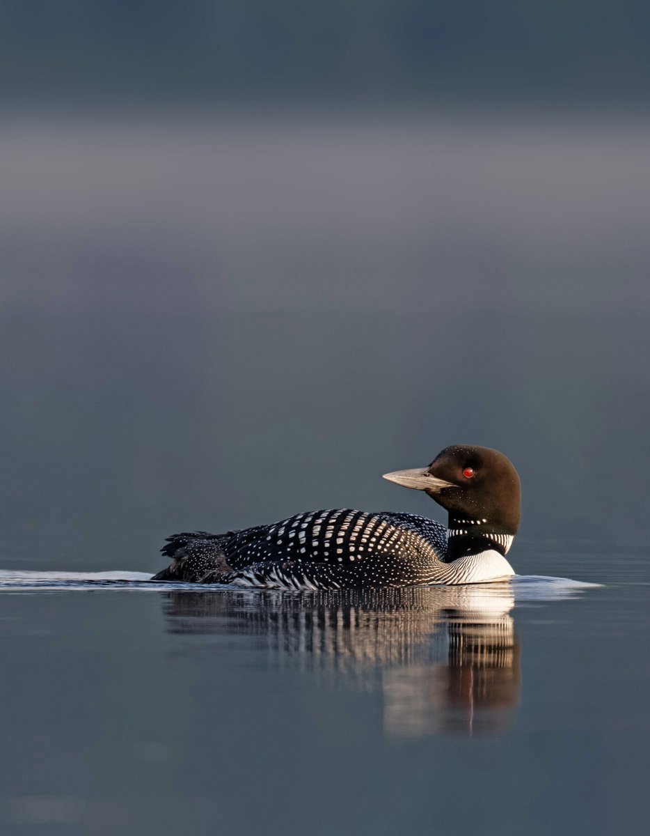 Черноклювая гагара