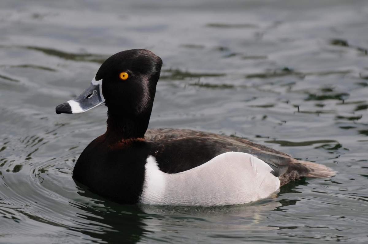 Черноголовый нырок