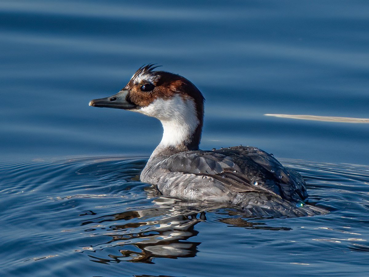 Малый крохаль луток