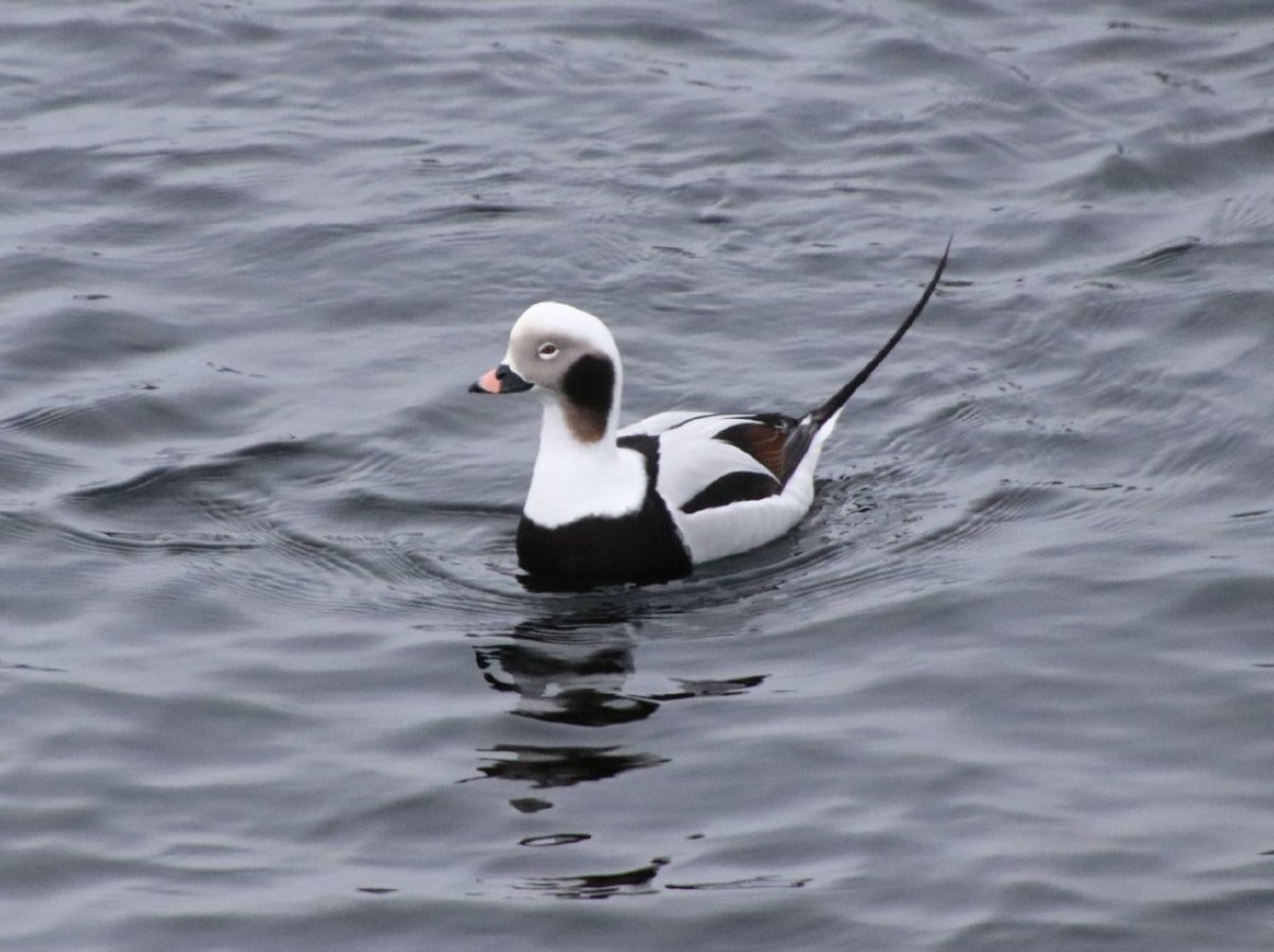 Морянка самка