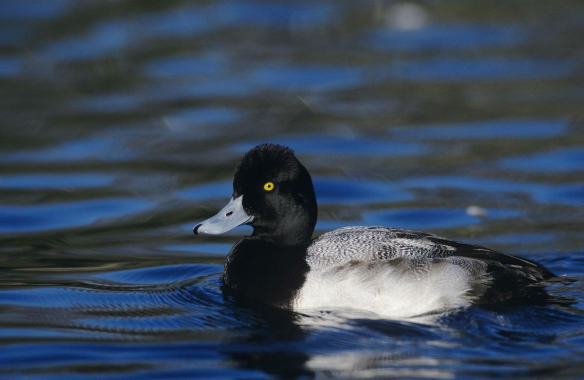 Морская чернеть утка