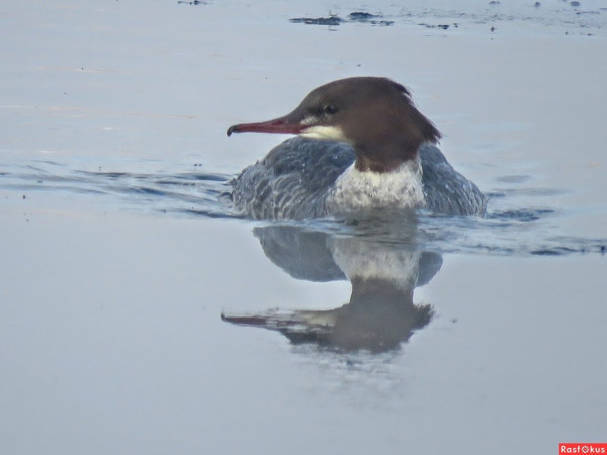 Черная ныряющая утка