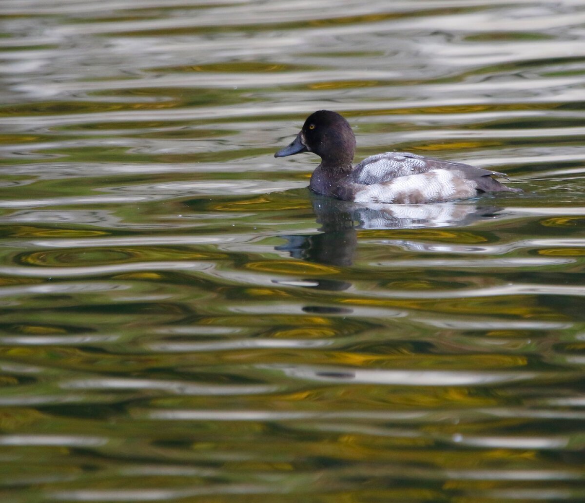 "Морская чернеть" гнездо