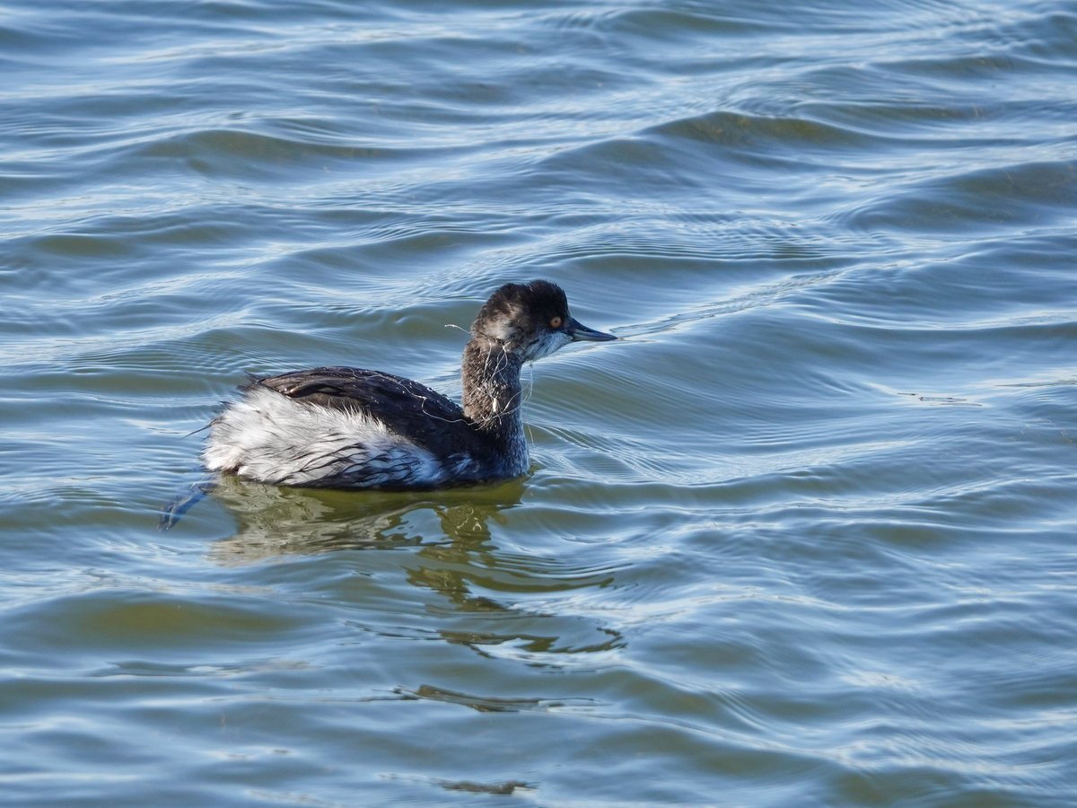 Утка нырок черное море