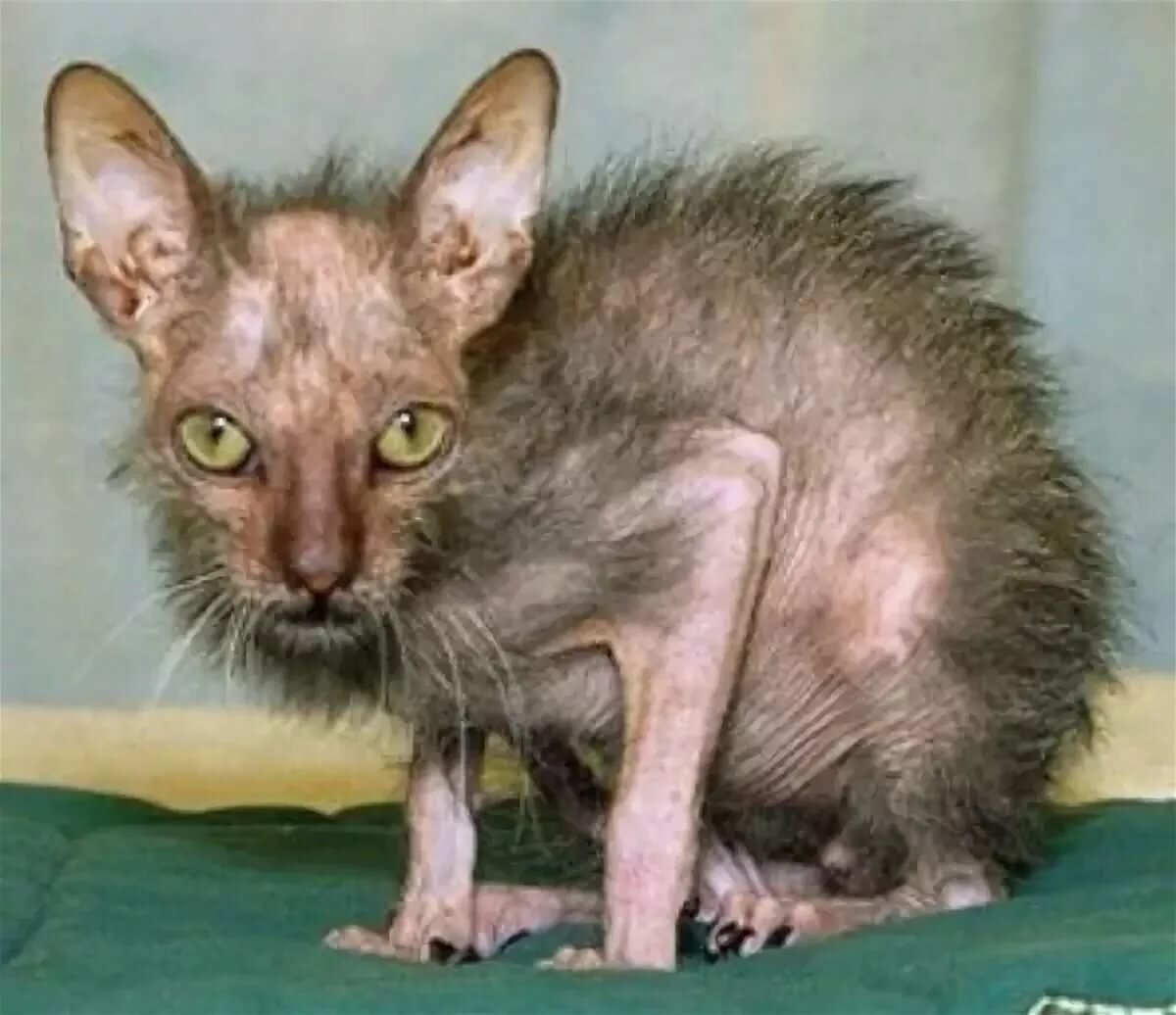 Крыса Корниш рекс