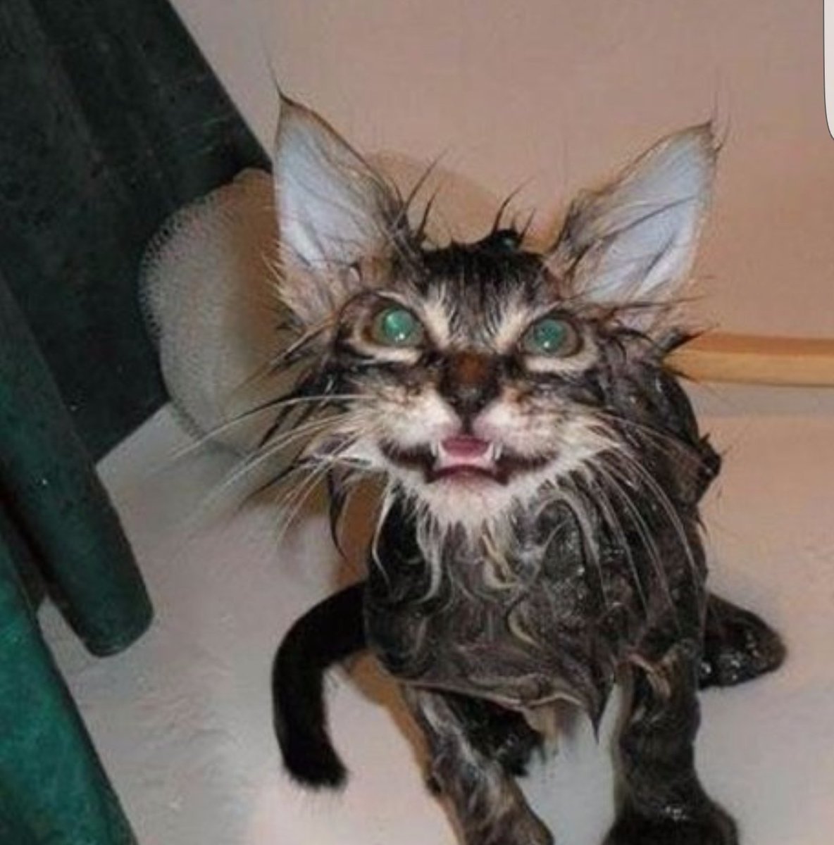 Облезлые коты