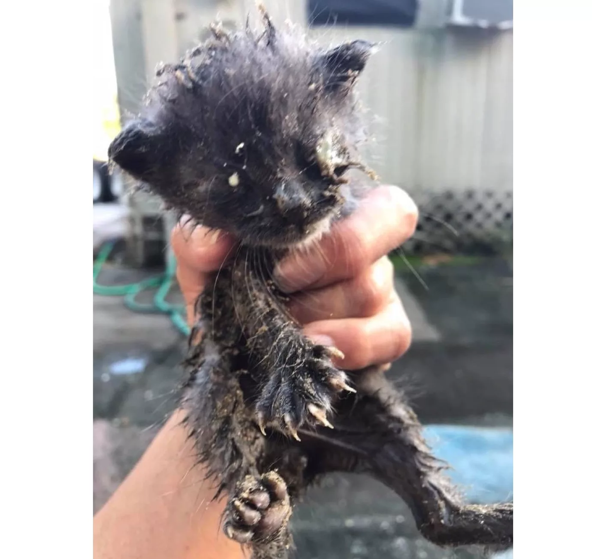 Грязный Бездомный котенок