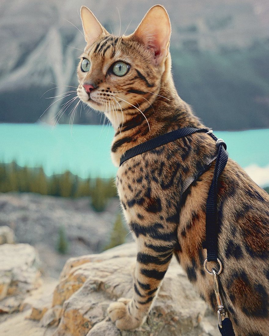 Бенгальский кот Линкс