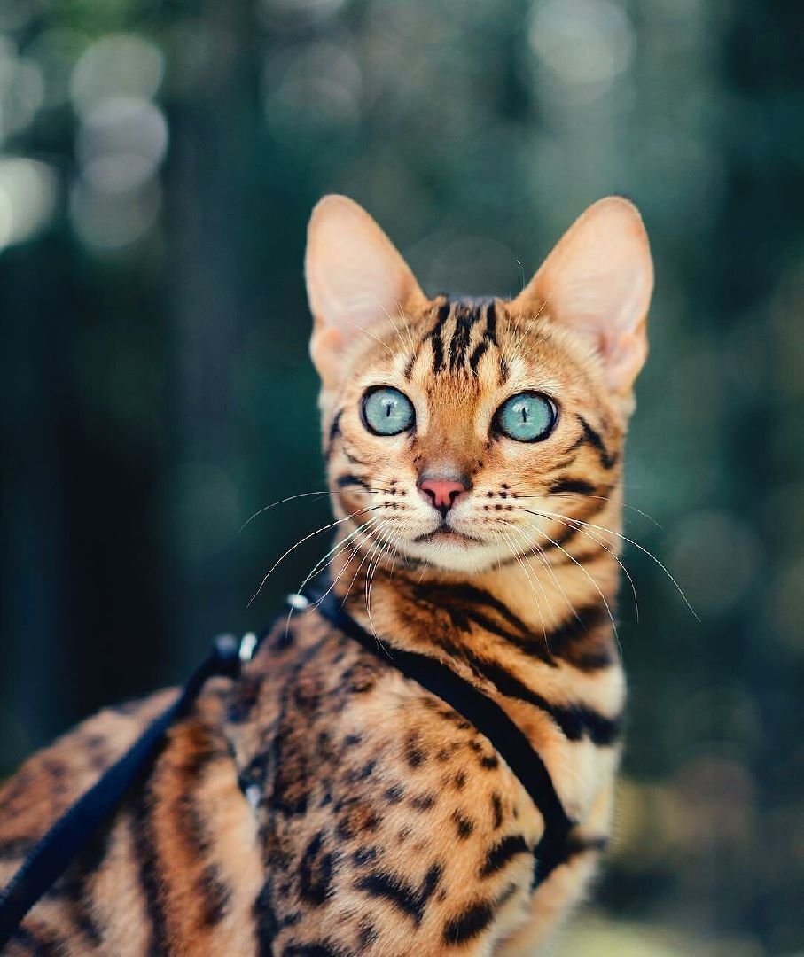 Бенгальский кот Линкс