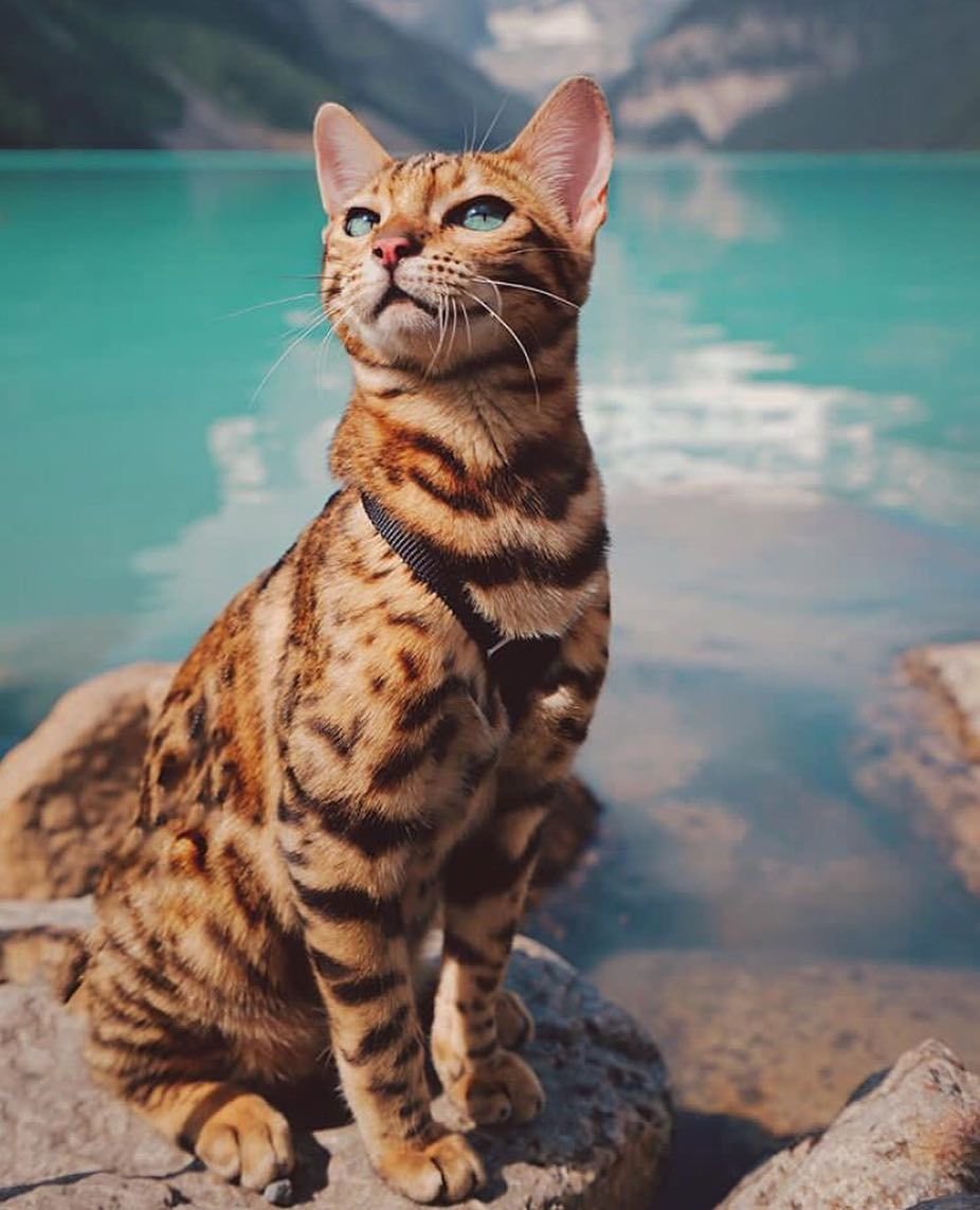 Бенгальская кошка
