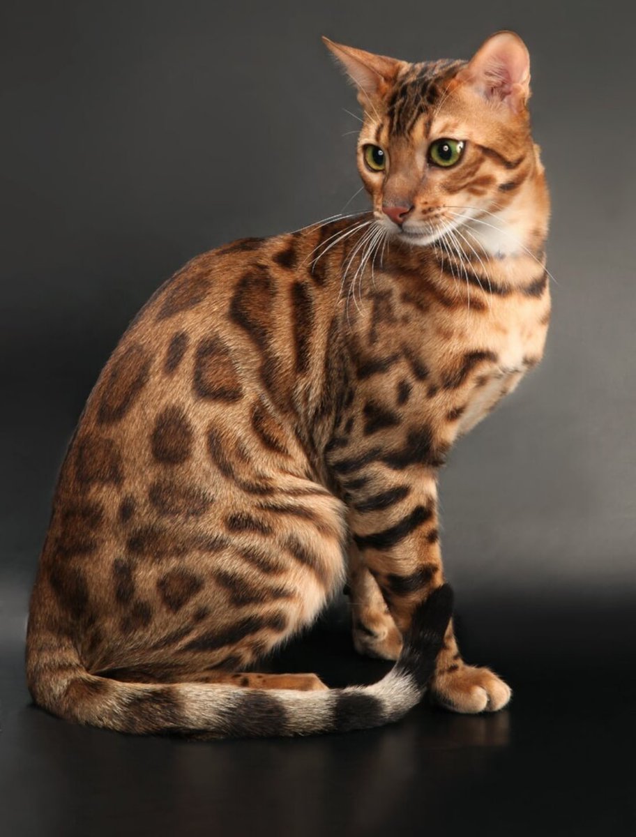 Бенгальская короткошерстная кошка