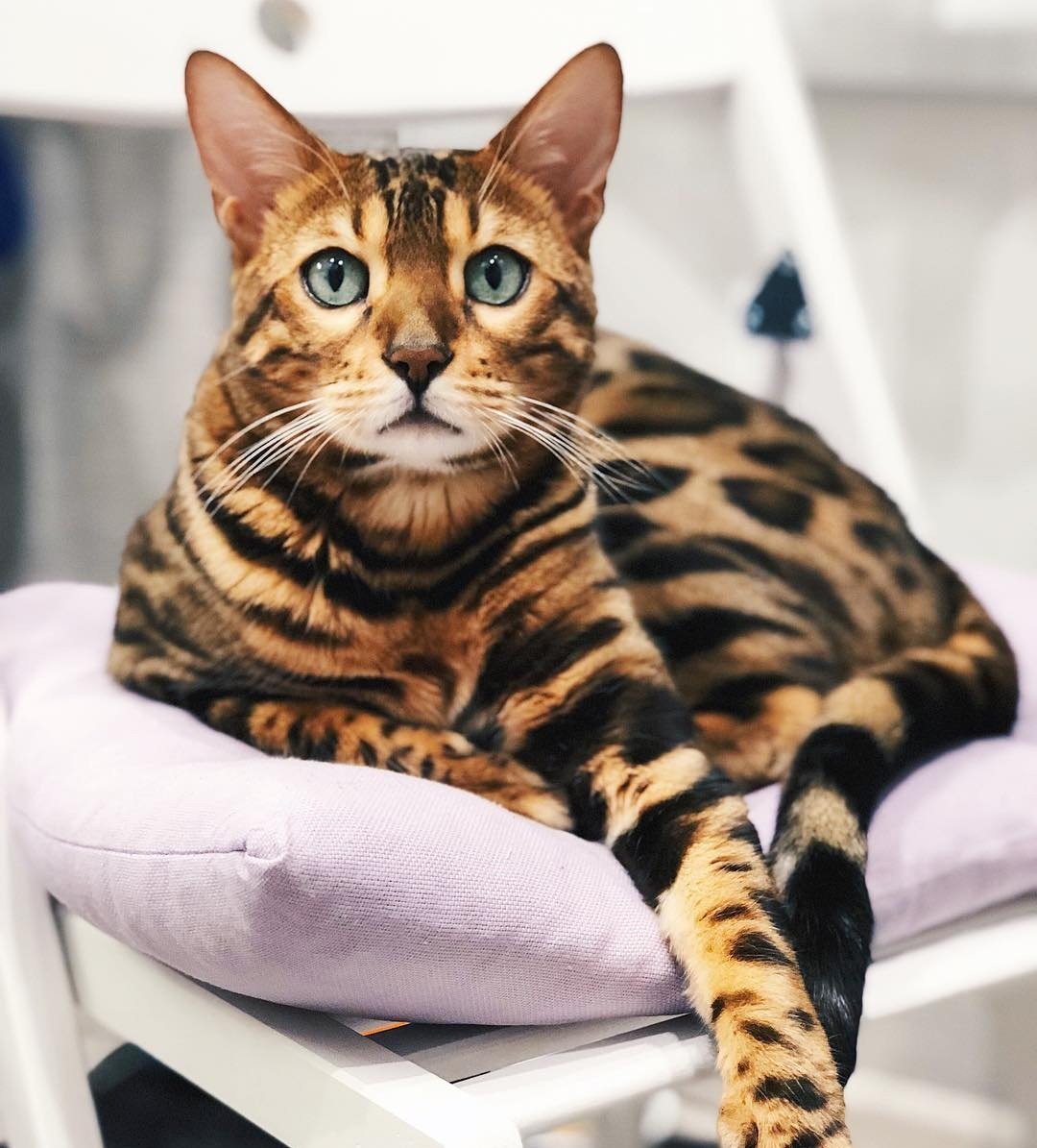 Бенгальская короткошерстная кошка