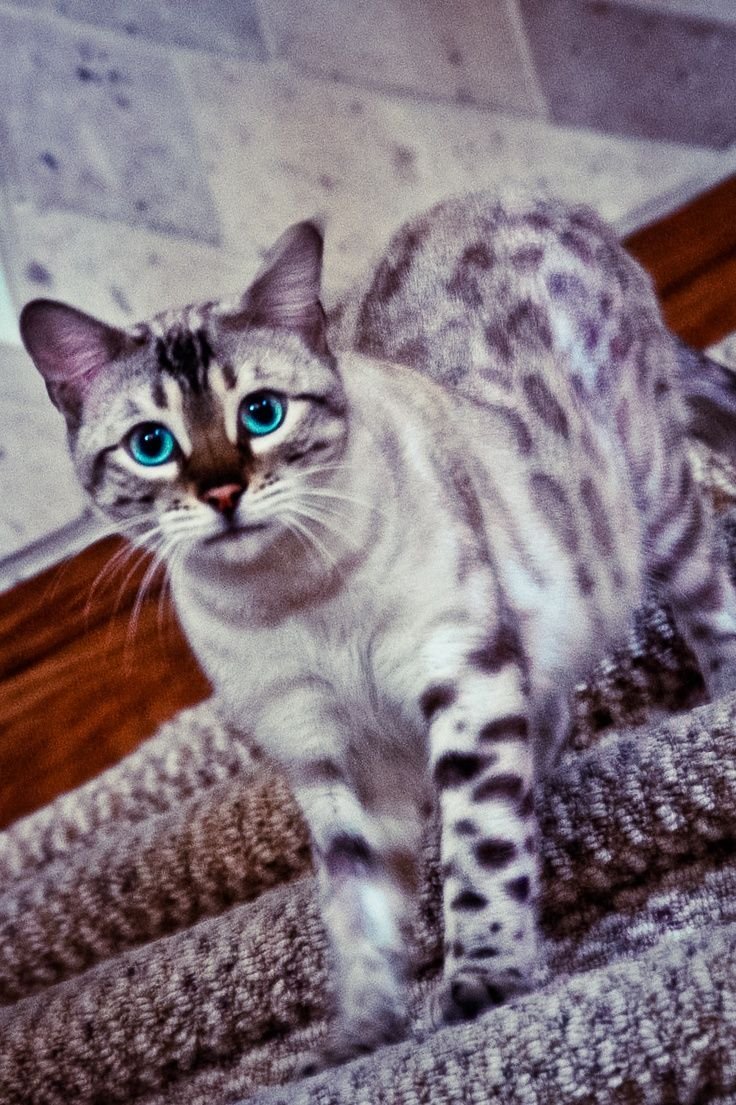 Бенгальский кот снежный Линкс