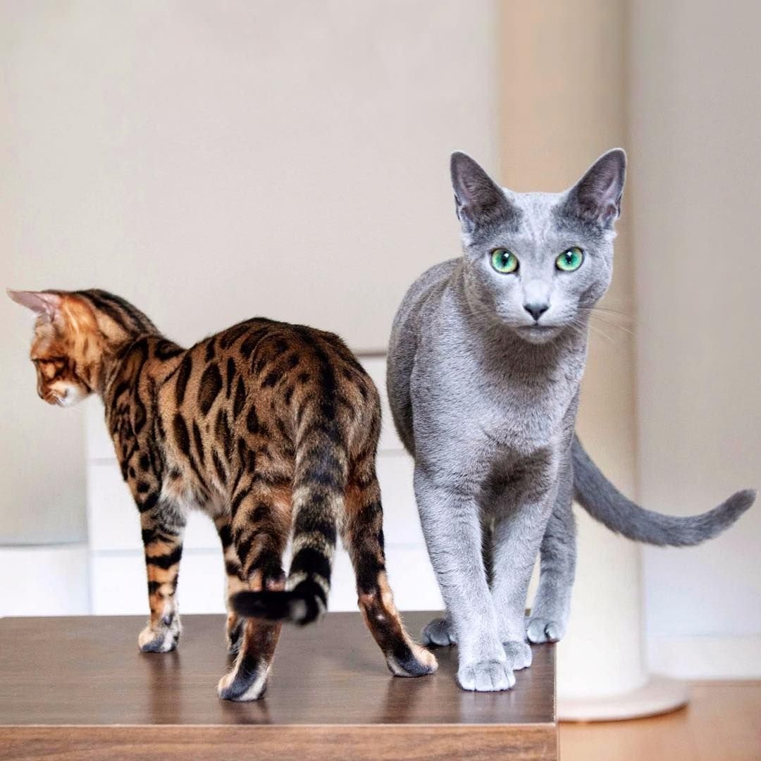 Блю тебби Бенгальская кошка