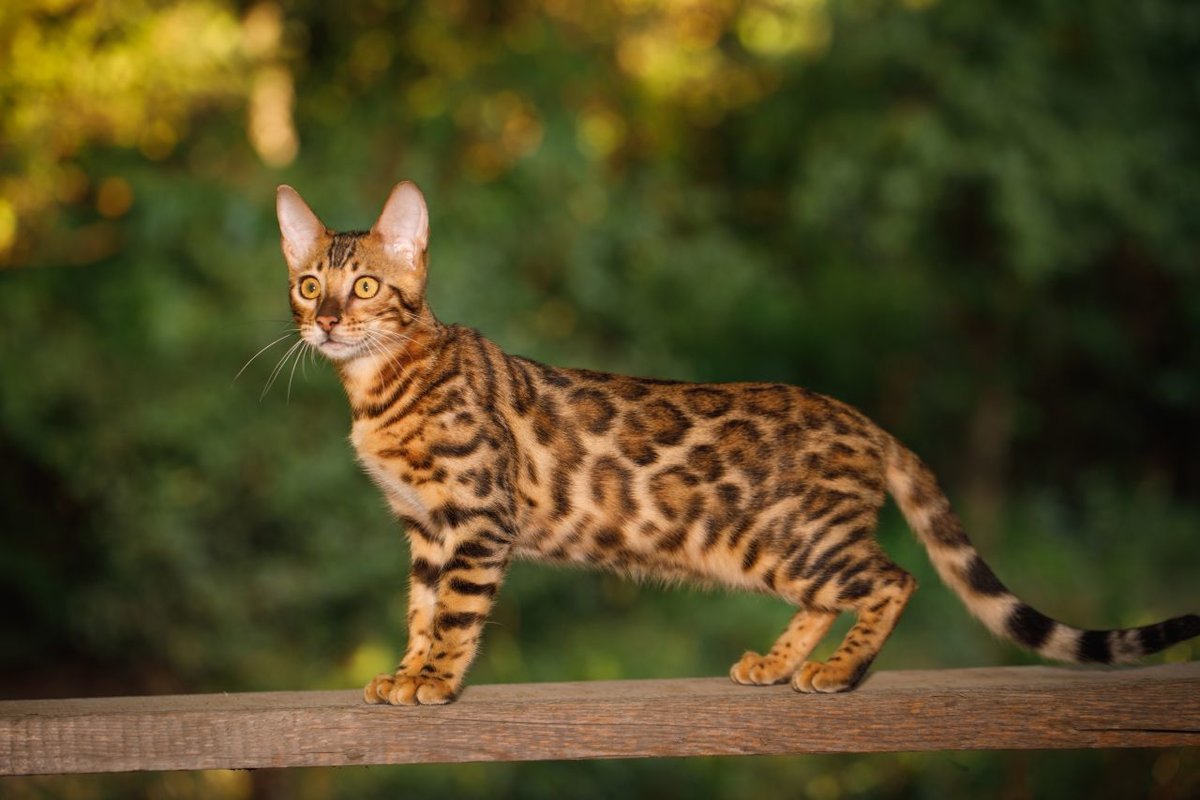 Бенгальская кошка