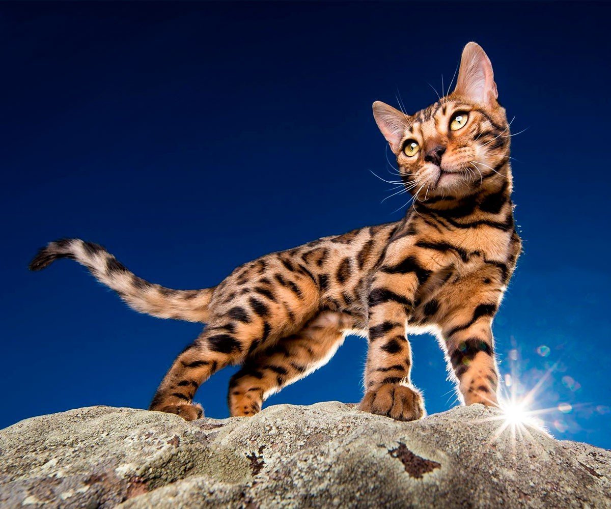 Бенгальская кошка ф4