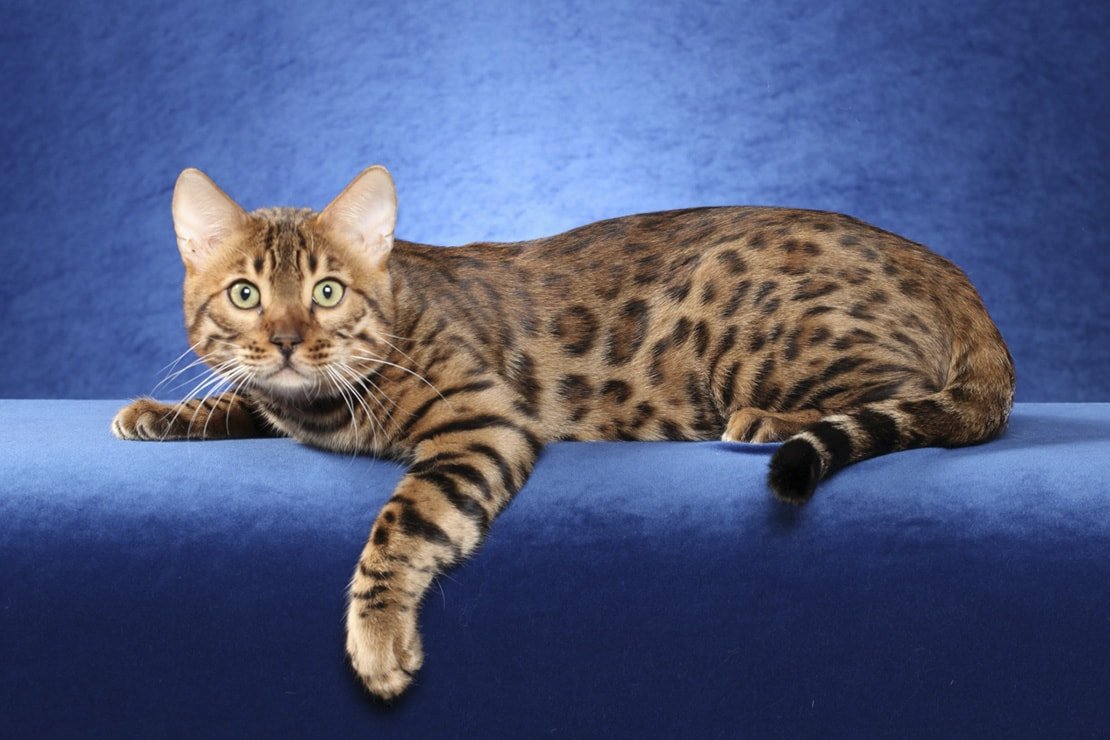 Бенгальская кошка котенок