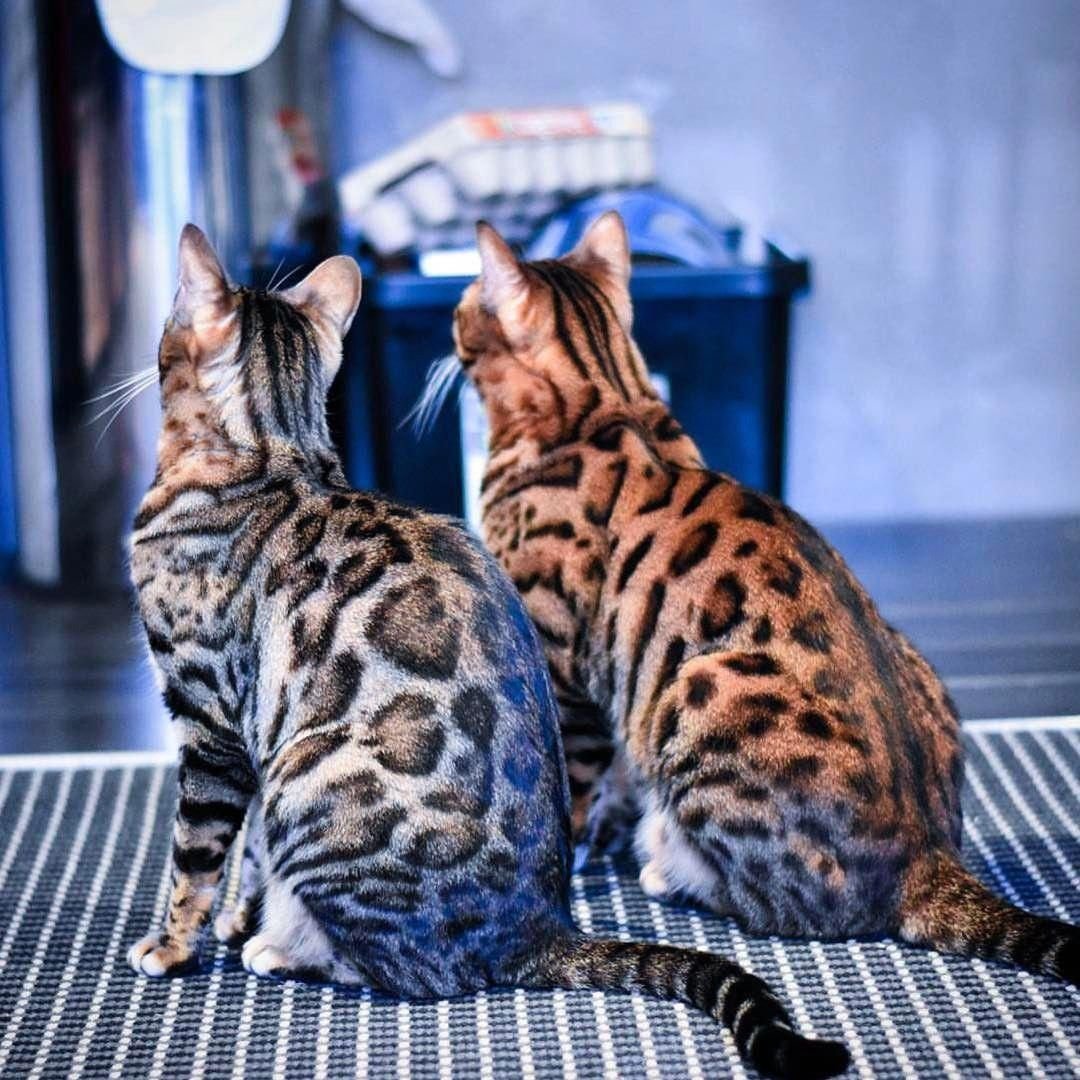 Бенгальский кот Линкс