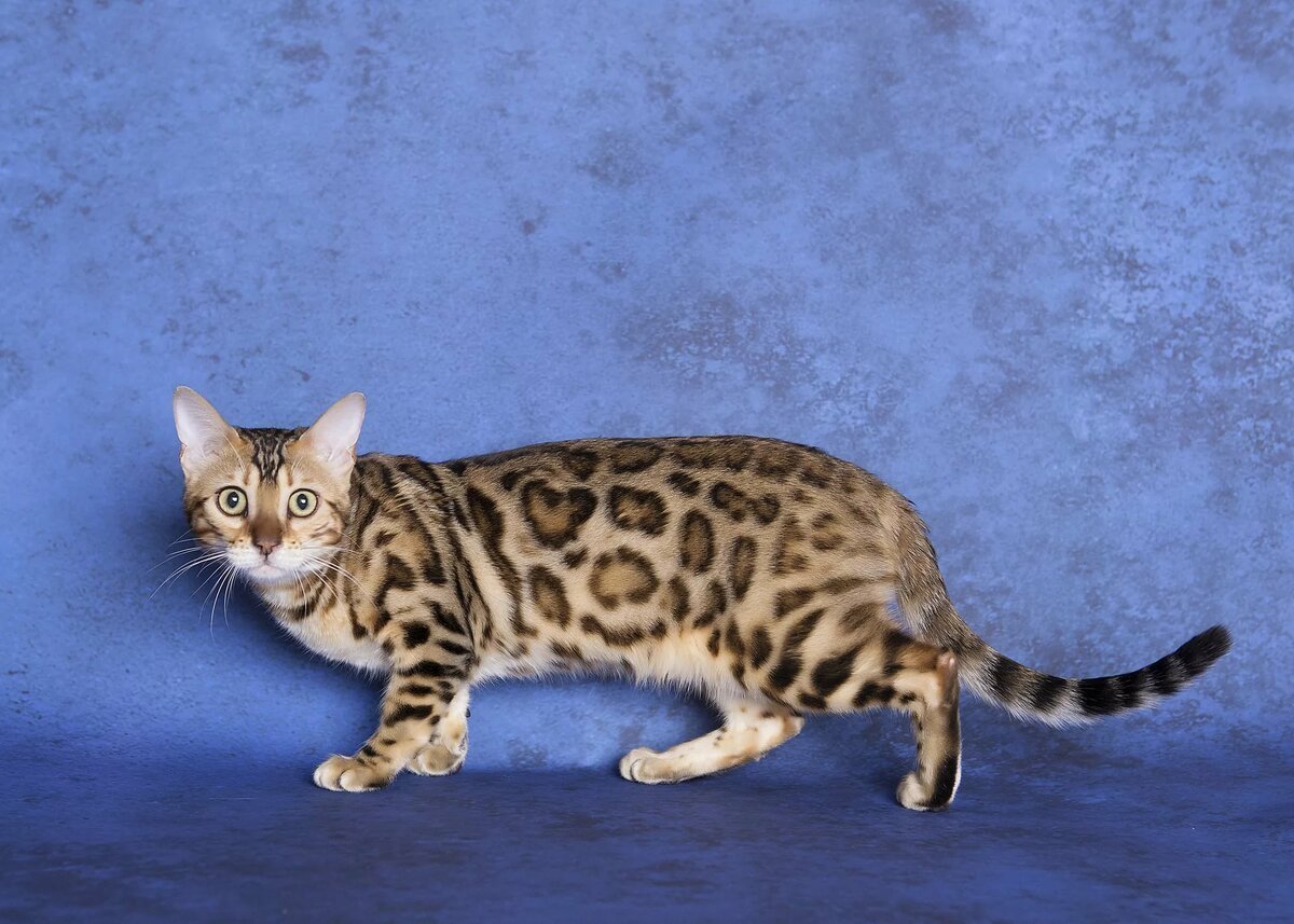 Блю тебби Бенгальская кошка