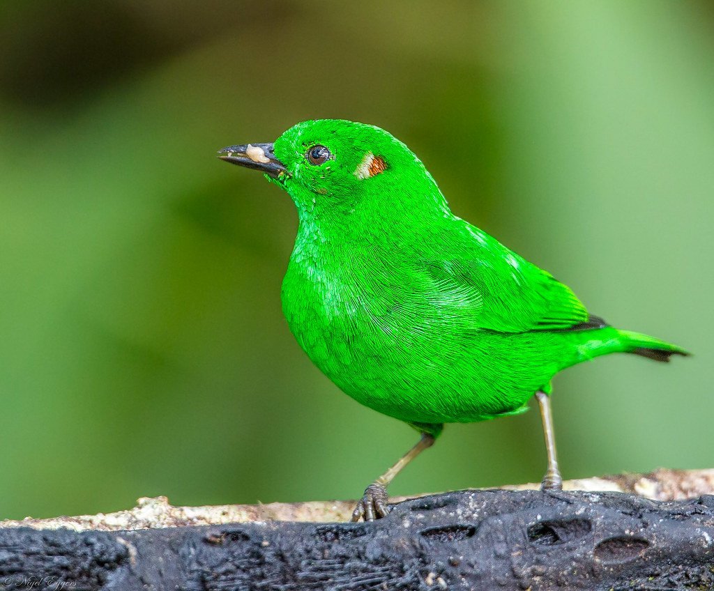 Берилловая танагра