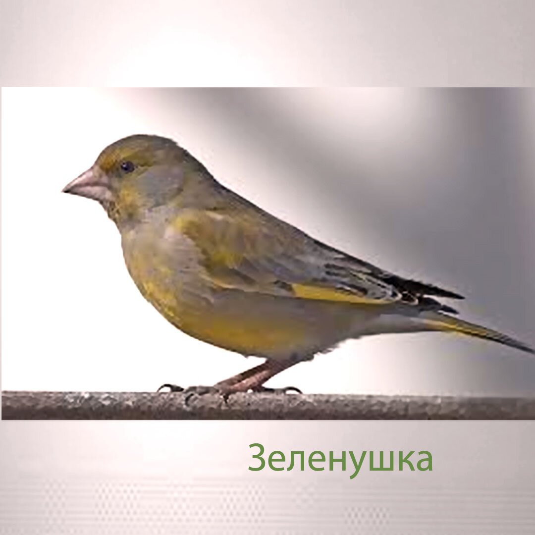 Зеленушка, Воробей