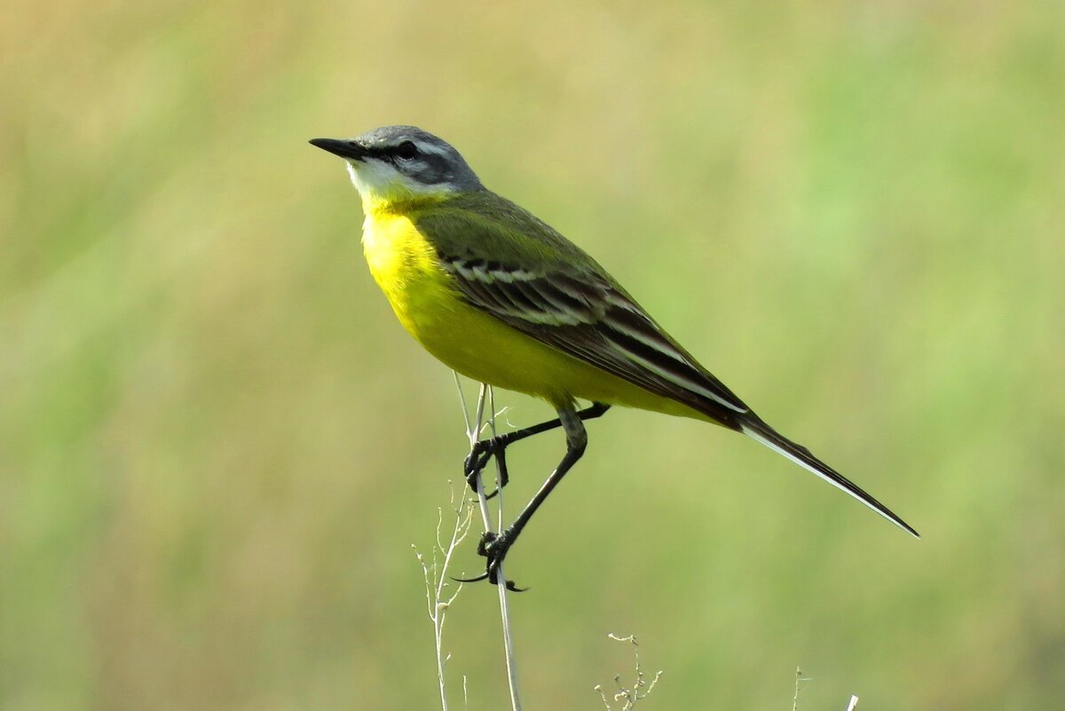 Желтая птичка в степи