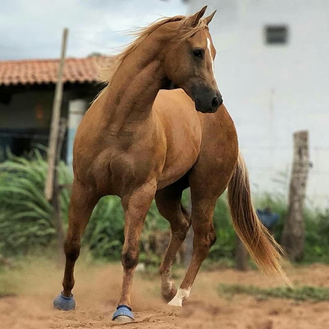 Бразильская лошадь