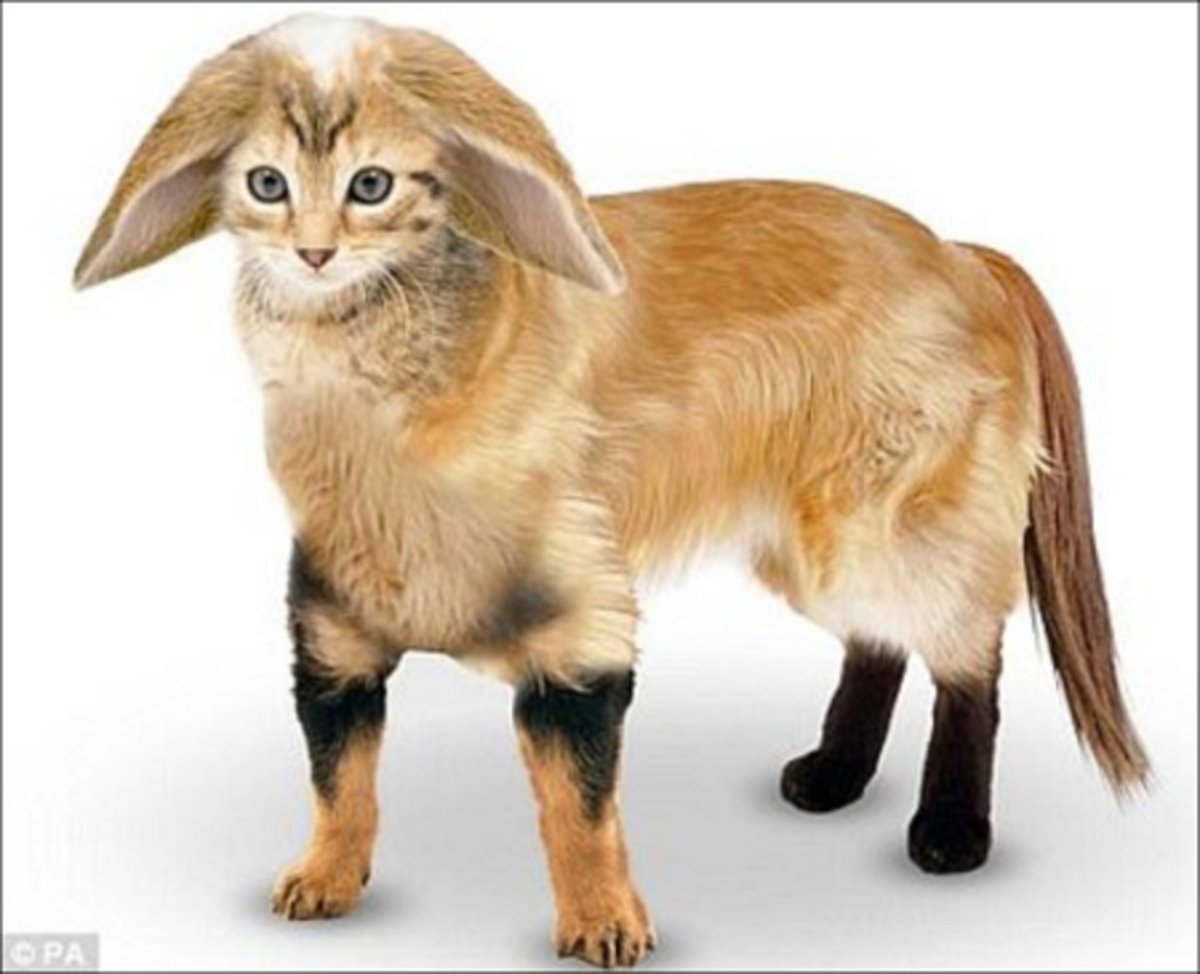 Смесь кошки и собаки