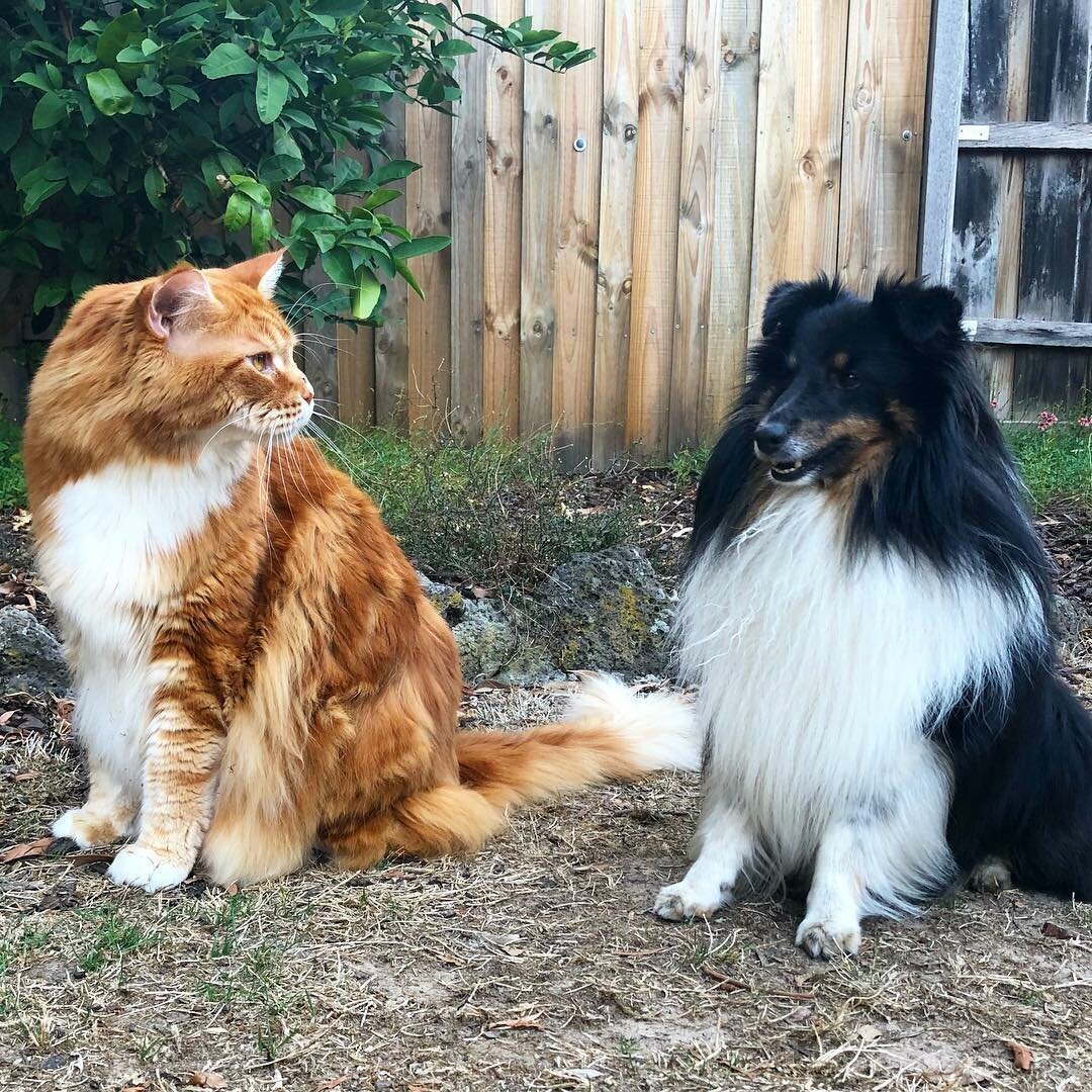 Большой кот Мейн кун