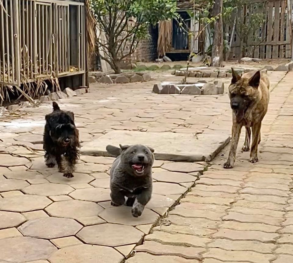 Вьетнамский куцехвостый хмонг