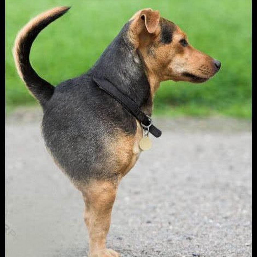 Смешные породы собак