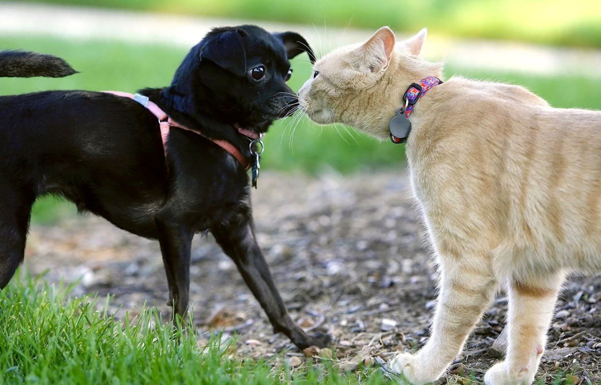 Смешные кошки и собаки