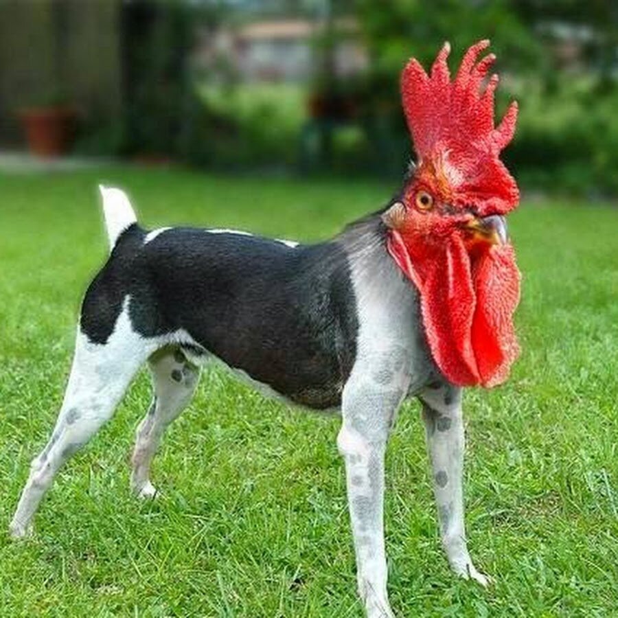 Петух и собака