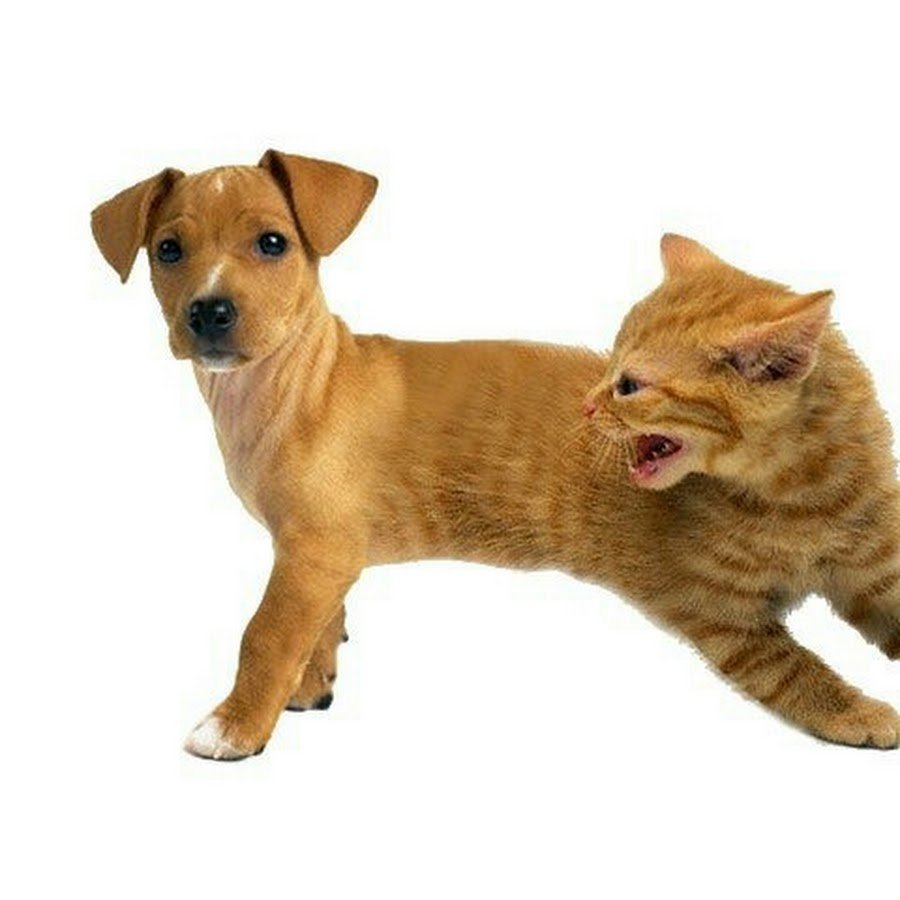 Котопёс порода