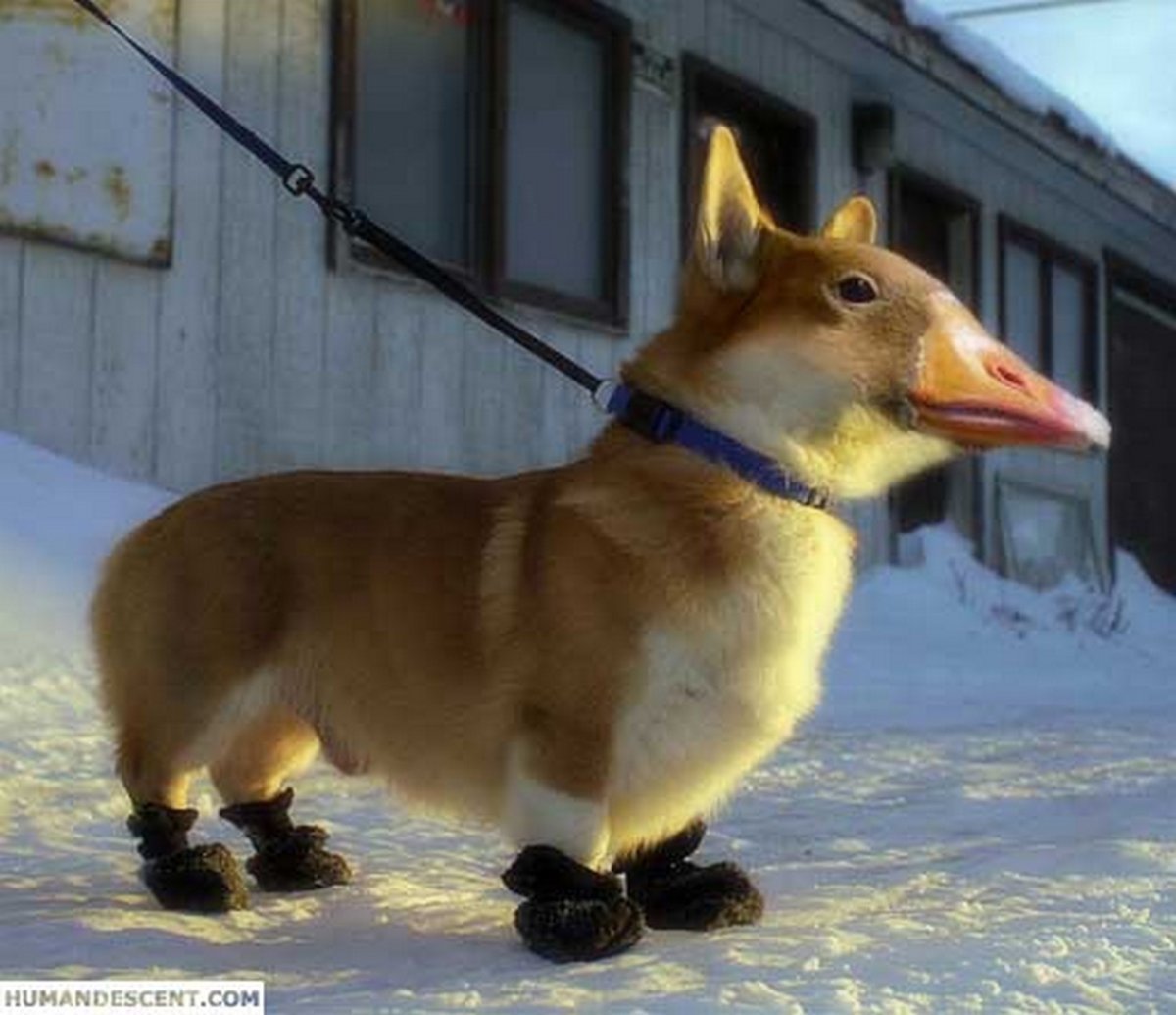 Собака скрещенная с уткой