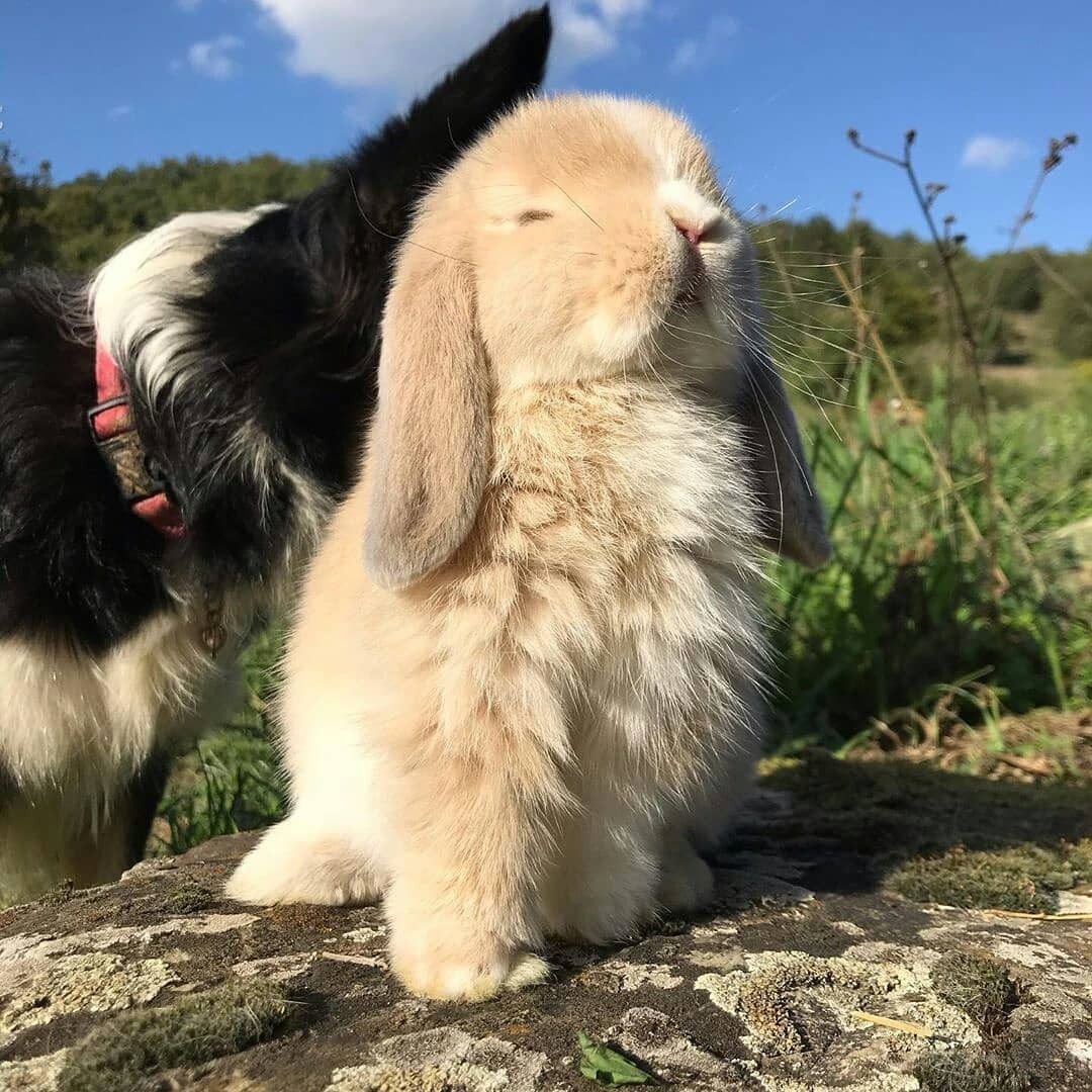 Влюбленные кролики