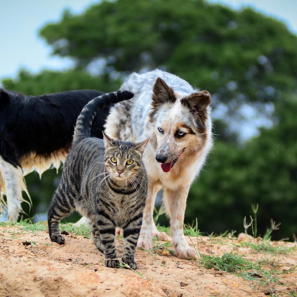 Кот и собака