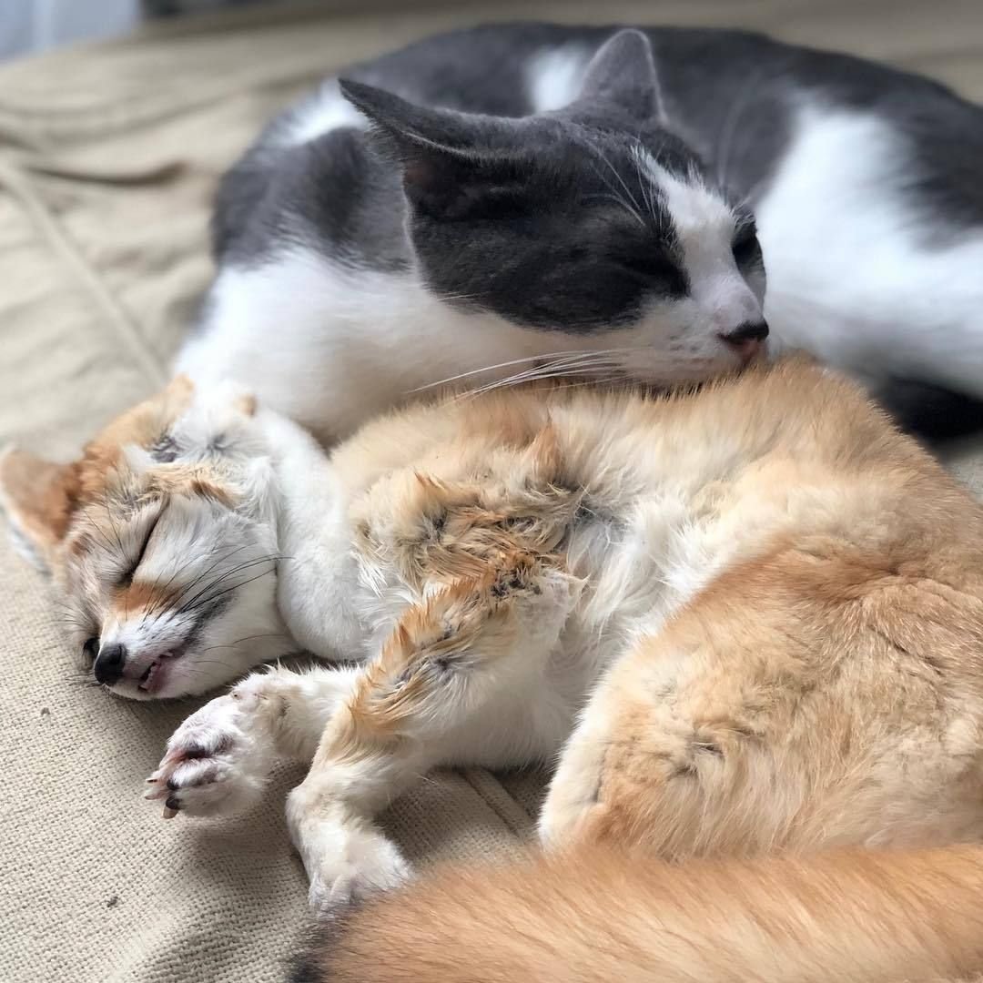 Котики обнимаются