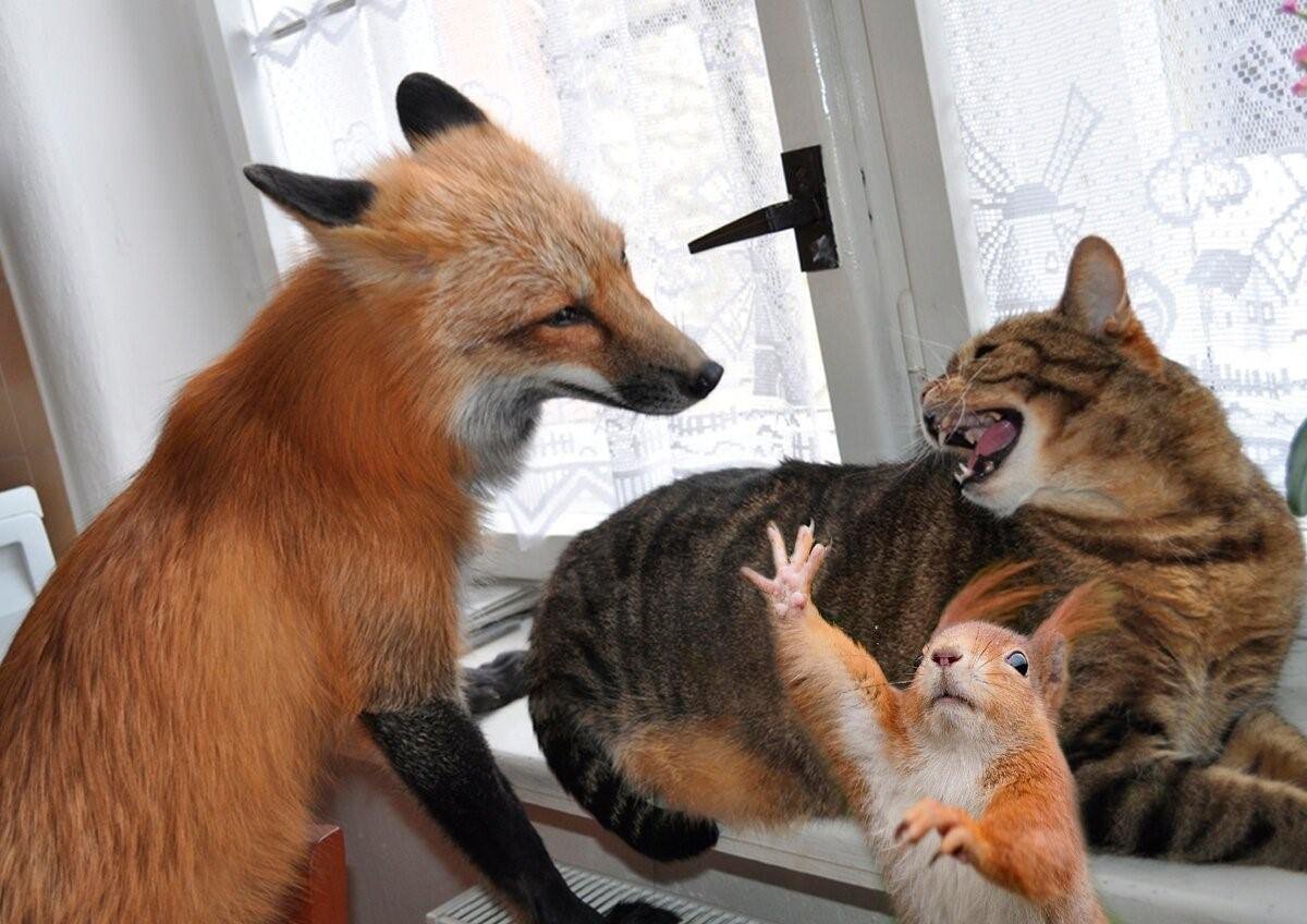 Кошки лисы