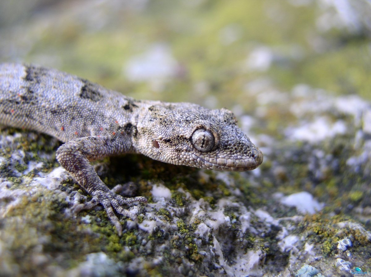 Геккон Средиземноморский Крымский