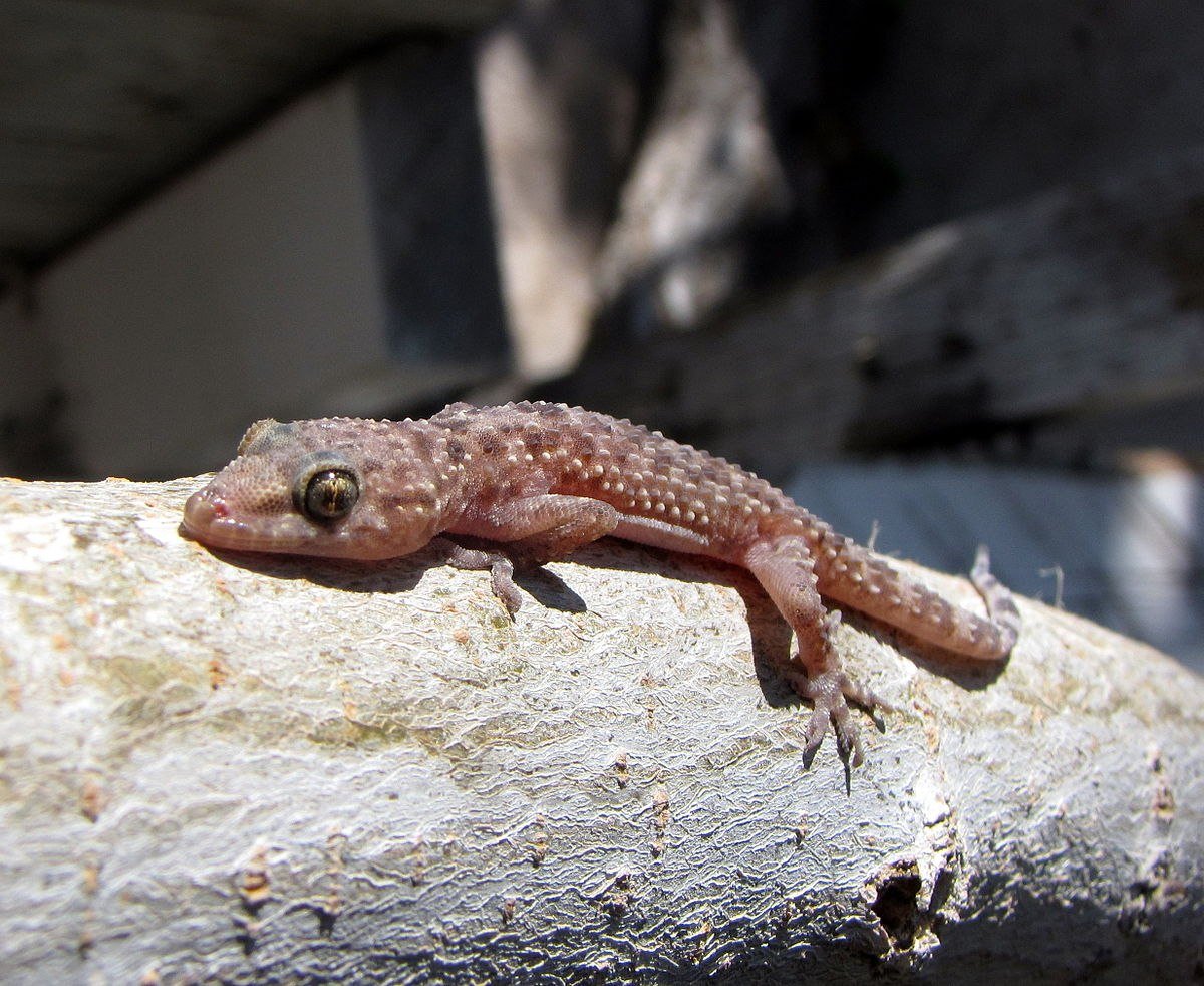 Hemidactylus turcicus